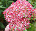 Гортензтия древовидная Мэджикал Пинкербелл / Hydrangea arborescens Magical Pinkerbell — фото 3
