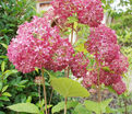 Гортензтия древовидная Мэджикал Пинкербелл / Hydrangea arborescens Magical Pinkerbell — фото 4