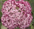 Гортензтия древовидная Мэджикал Пинкербелл / Hydrangea arborescens Magical Pinkerbell — фото 5