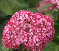 Гортензтия древовидная Мэджикал Пинкербелл / Hydrangea arborescens Magical Pinkerbell — фото 6