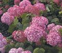 Гортензтия древовидная Мэджикал Пинкербелл / Hydrangea arborescens Magical Pinkerbell — фото 7