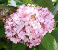 Гортензтия древовидная Мэджикал Пинкербелл / Hydrangea arborescens Magical Pinkerbell — фото 8