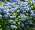 Гортензтия древовидная Нико / Hydrangea arborescens Nico — фото 2