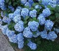 Гортензтия древовидная Нико / Hydrangea arborescens Nico — фото 3