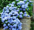 Гортензтия древовидная Нико / Hydrangea arborescens Nico — фото 4