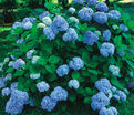 Гортензтия древовидная Нико / Hydrangea arborescens Nico — фото 5