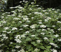 Гортензтия древовидная Радиата / Hydrangea arborescens Radiata — фото 2
