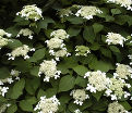 Гортензтия древовидная Радиата / Hydrangea arborescens Radiata — фото 3