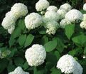 Гортензтия древовидная Хиллс оф Сноу / Hydrangea arborescens Hills of Snow — фото 2