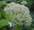 Гортензтия древовидная Хиллс оф Сноу / Hydrangea arborescens Hills of Snow — фото 3