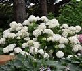 Гортензтия древовидная Хиллс оф Сноу / Hydrangea arborescens Hills of Snow — фото 4