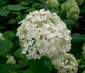 Гортензтия древовидная Хиллс оф Сноу / Hydrangea arborescens Hills of Snow — фото 5