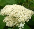 Гортензтия древовидная Хиллс оф Сноу / Hydrangea arborescens Hills of Snow — фото 6