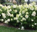 Гортензия метельчатая штамбовая Лаймлайт / Hydrangea panniculata standard Limelight — фото 4