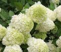 Гортензия метельчатая штамбовая Лаймлайт / Hydrangea panniculata standard Limelight — фото 11