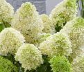 Гортензия метельчатая штамбовая Саммер Лав / Hydrangea panniculata standard Summer Love — фото 6