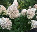 Гортензия метельчатая штамбовая Саммер Лав / Hydrangea panniculata standard Summer Love — фото 7