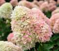 Гортензия метельчатая штамбовая Саммер Лав / Hydrangea panniculata standard Summer Love — фото 8