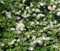 Клематис Поль Фаргез / Clematis fargesioides Paul Farges — фото 2