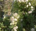 Клематис Поль Фаргез / Clematis fargesioides Paul Farges — фото 3