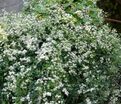 Клематис Поль Фаргез / Clematis fargesioides Paul Farges — фото 4