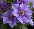 Клематис Ашва / Clematis hybriden Ashva — фото 4