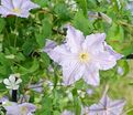 Клематис Блю Энжел / Clematis hybriden Blue Angel — фото 2