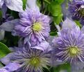 Клематис Блю Лайт / Clematis hybriden Blue Light — фото 2