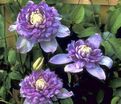 Клематис Блю Лайт / Clematis hybriden Blue Light — фото 3