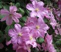 Клематис Комтесс Де Бушо / Clematis hybriden Comtesse De Bouchaud — фото 2