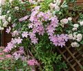 Клематис Комтесс Де Бушо / Clematis hybriden Comtesse De Bouchaud — фото 3