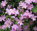 Клематис Комтесс Де Бушо / Clematis hybriden Comtesse De Bouchaud — фото 4