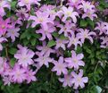 Клематис Комтесс Де Бушо / Clematis hybriden Comtesse De Bouchaud — фото 5