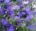 Клематис Даниель Деронда / Clematis hybriden Daniel Deronda — фото 2