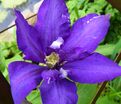 Клематис Даниель Деронда / Clematis hybriden Daniel Deronda — фото 3