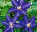 Клематис Даниель Деронда / Clematis hybriden Daniel Deronda — фото 4