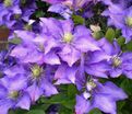 Клематис Даниель Деронда / Clematis hybriden Daniel Deronda — фото 5