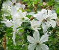 Клематис Форевер Френдс / Clematis hybriden Forever Friends — фото 2
