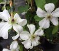 Клематис Форевер Френдс / Clematis hybriden Forever Friends — фото 3