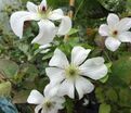 Клематис Форевер Френдс / Clematis hybriden Forever Friends — фото 4
