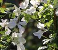 Клематис Форевер Френдс / Clematis hybriden Forever Friends — фото 5