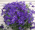 Клематис Джекмана / Clematis hybriden Jackmanii — фото 2
