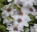 Клематис Мисс Бэйтман / Clematis hybriden Miss Bateman — фото 2