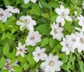 Клематис Мисс Бэйтман / Clematis hybriden Miss Bateman — фото 3