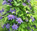 Клематис Мульти Блю / Clematis hybriden Multi Blue — фото 2