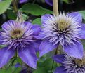 Клематис Мульти Блю / Clematis hybriden Multi Blue — фото 3