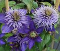 Клематис Мульти Блю / Clematis hybriden Multi Blue — фото 4
