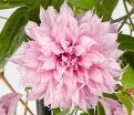 Клематис Мульти Пинк / Clematis hybriden Multi Pink — фото 3
