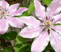 Клематис Нелли Мозер / Clematis hybriden Nelly Moser — фото 2