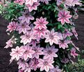Клематис Нелли Мозер / Clematis hybriden Nelly Moser — фото 3